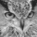 owl5_YOPT